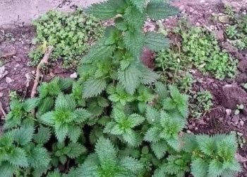 Pflanze, die Leber und Gallenblase fast sofort reparieren und Darmentzündungen reduzieren kann