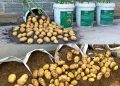 Kartoffeln im Eimer pflanzen, hier sind die besten Tipps!