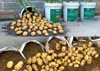 Kartoffeln im Eimer pflanzen, hier sind die besten Tipps!