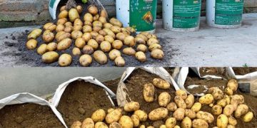 Kartoffeln im Eimer pflanzen, hier sind die besten Tipps!