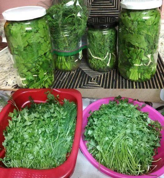 Wie hält man Petersilie lange frisch?