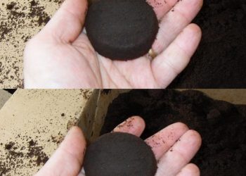 Den Kaffeesatz wegzuwerfen ist das Dümmste, was man tun kann.