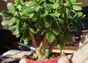 Diese Pflanze lockt Glück und Reichtum in unsere Häuser: So sollte sie platziert werden