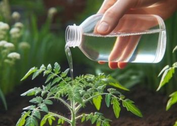 Essig im Garten verwenden: Der Trick, der 8 große Probleme löst