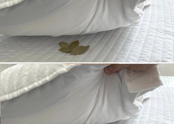 Lorbeerblätter unters Kopfkissen legen: Der Trick, der ein häufiges Problem löst