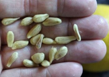 Machen Sie beim Auspressen von Zitronen nicht den Fehler, die Kerne wegzuwerfen: So verwendet sind sie Gold wert