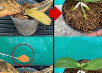 Verfaulte Orchideen, die darf man nicht wegwerfen: Mit einer Prise davon erwachen sie wieder zum Leben