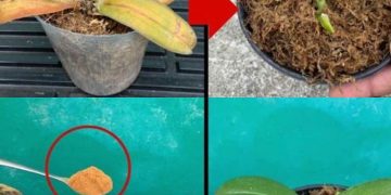 Verfaulte Orchideen, die darf man nicht wegwerfen: Mit einer Prise davon erwachen sie wieder zum Leben