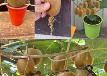 Kiwi: wie man den Kiwibaum pflanzt, züchtet und erntet