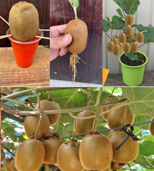 Kiwi: wie man den Kiwibaum pflanzt, züchtet und erntet