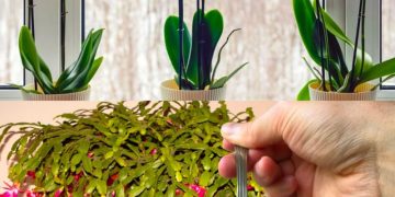 Nur 1 Teelöffel für jede Blume, die Sie zu Hause haben, und die Blüte ist gesichert