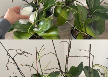 Orchideen, nur wenn man sie so gießt, halten sie ein Leben lang: immer üppig