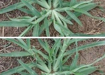 Entwurzeln Sie diese Pflanze niemals, wenn sie in Ihrem Garten erscheint.