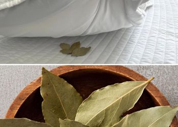 Lorbeer unter dem Kissen: der alte Brauch der Großeltern, der nicht vergessen werden sollte