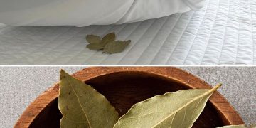 Lorbeer unter dem Kissen: der alte Brauch der Großeltern, der nicht vergessen werden sollte