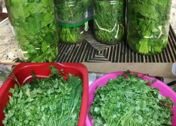 So bleibt Petersilie monatelang frisch und frisch